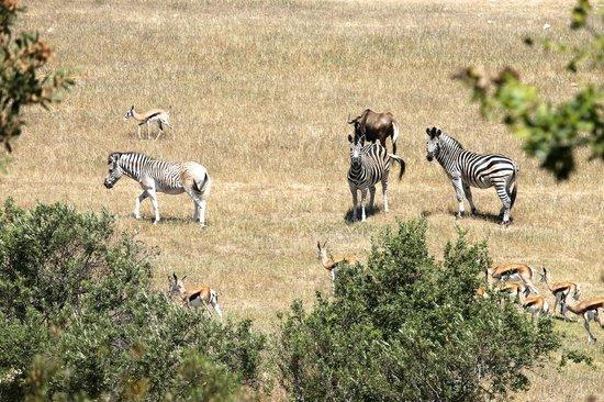 斯泰伦博斯Wildlife Retreat On A Wine-Farm别墅 外观 照片